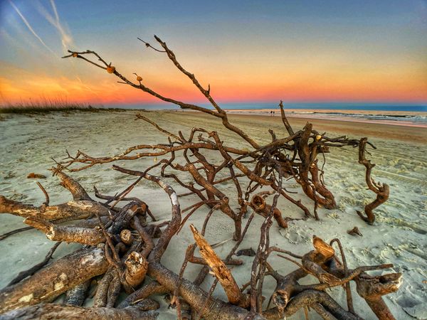 Huntington Beach State Park (November 2020)
