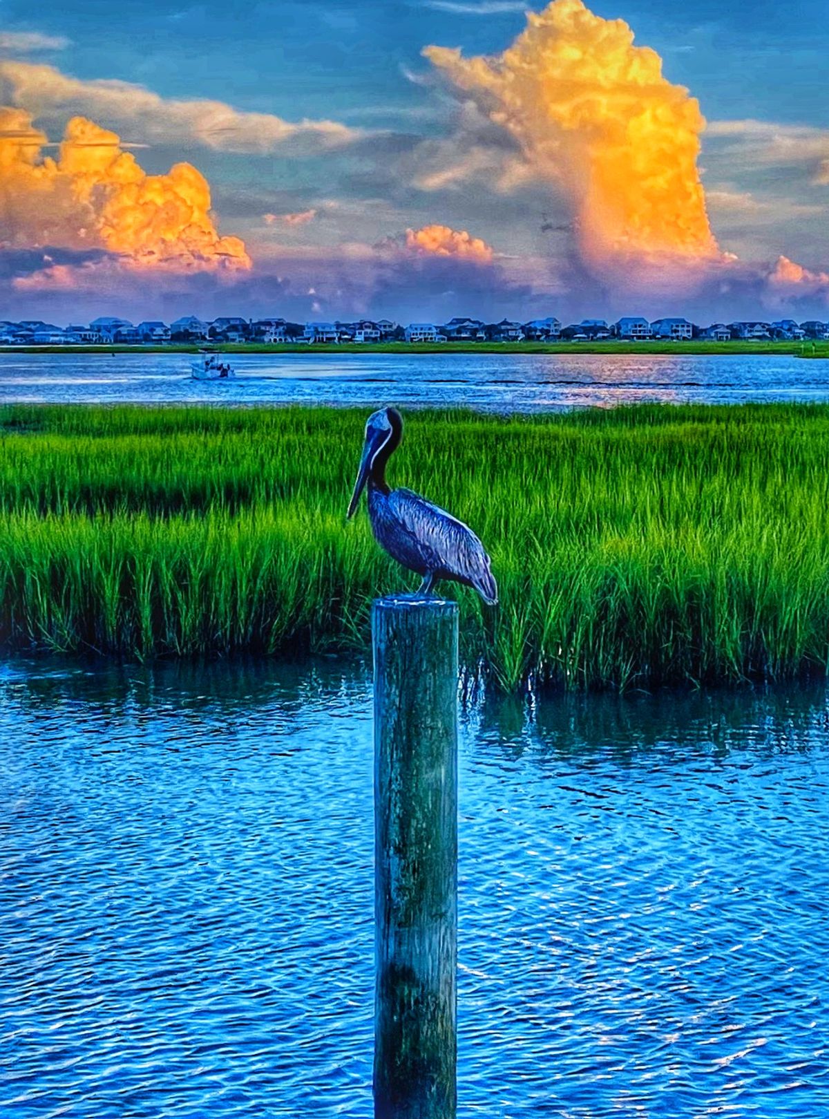 Pelican in the Marsh (Murrells Inlet, SC August 2020)