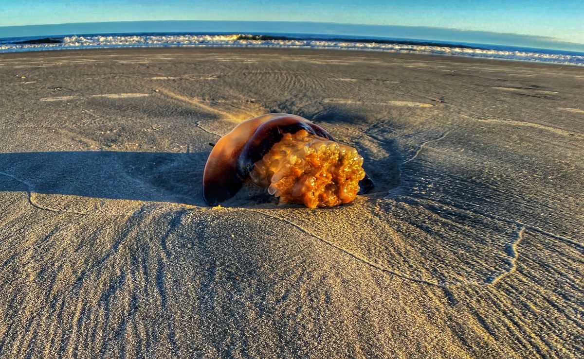 Huntington Beach State Park (November 2020)