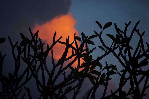 Plumeria Tree Silouette and Cloud