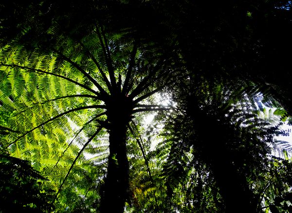 Prehistoric Rainforest, New Zealand