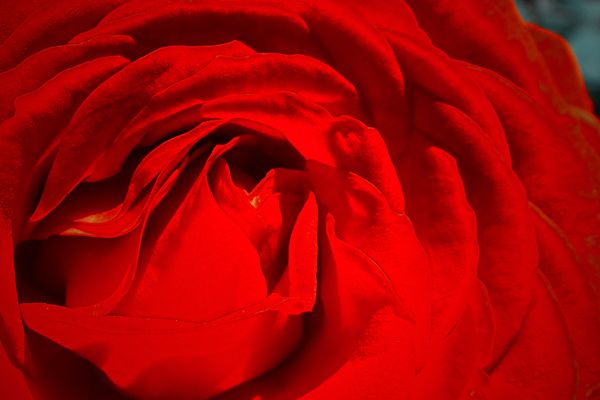 Rose Bud