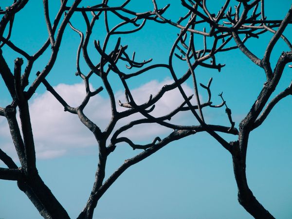 Dormant Plumeria and Cloud