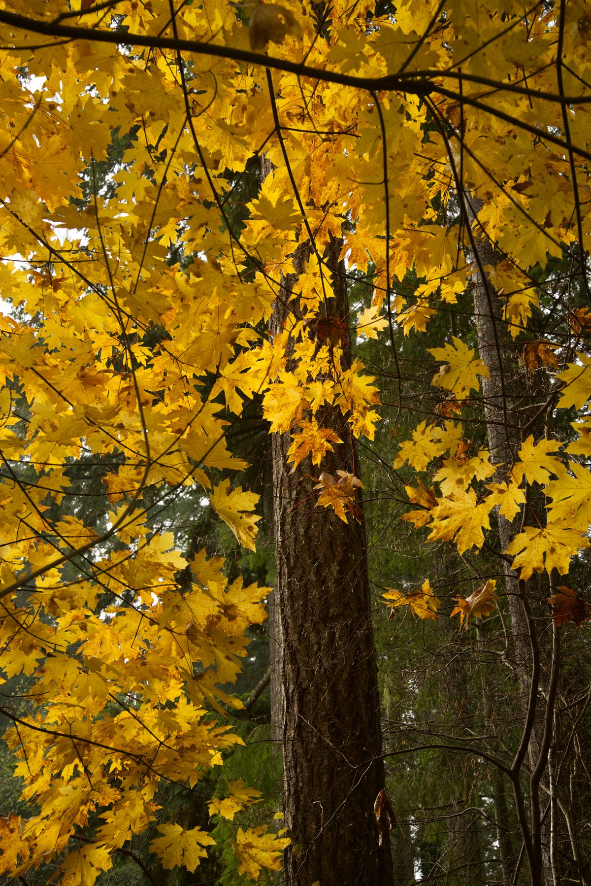 Last Leaves of Autumn
