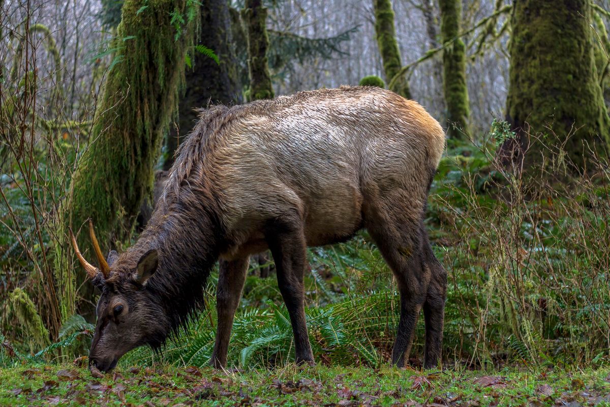 Roosevelt Elk