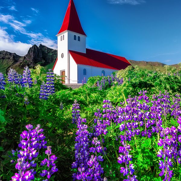 Lupin in Vík