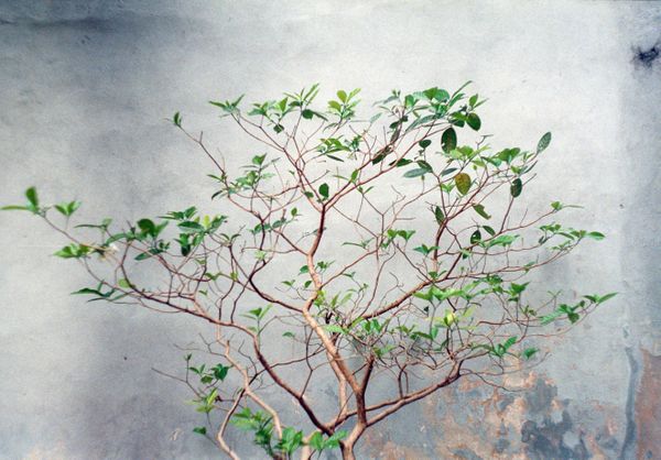 Arbol