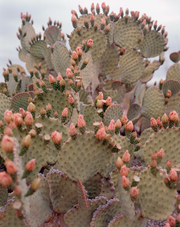 Prickly Bitch