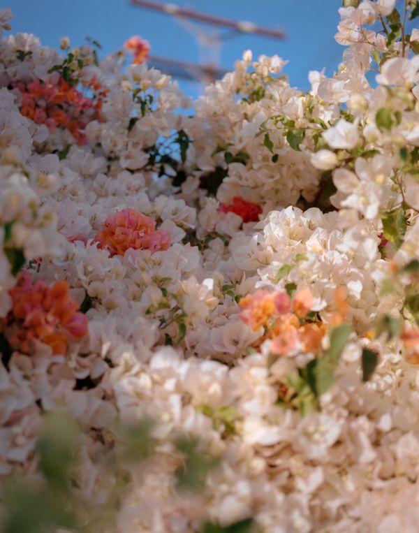 Bouganvillea Party