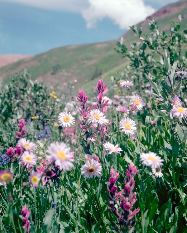 Wildflower Child