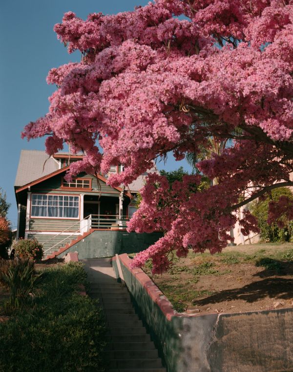 Suburban Cotton Candy