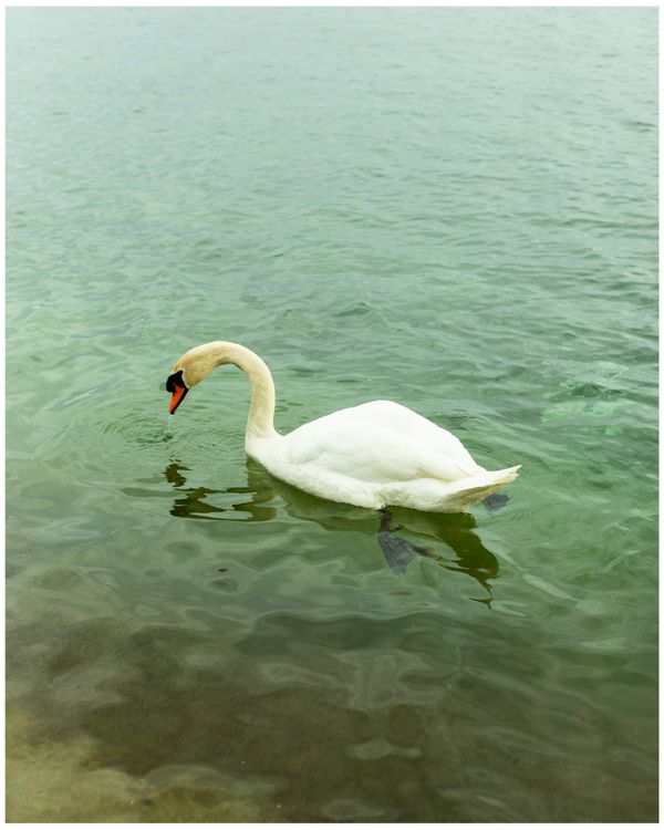 Swan, 2020.