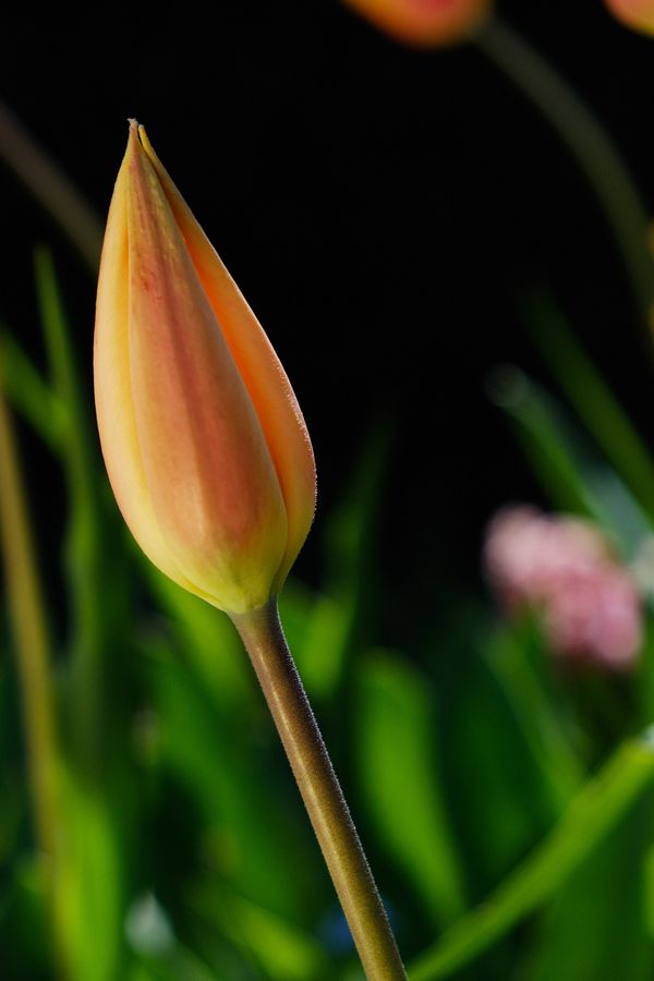 Tulip #1