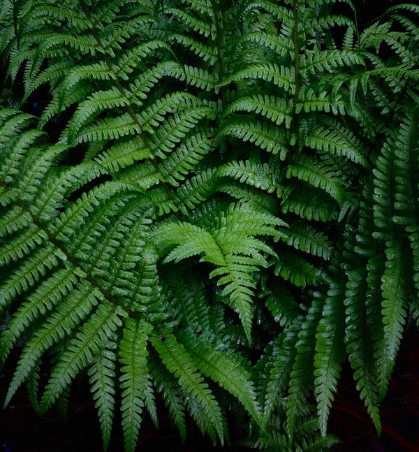 Wet Fern
