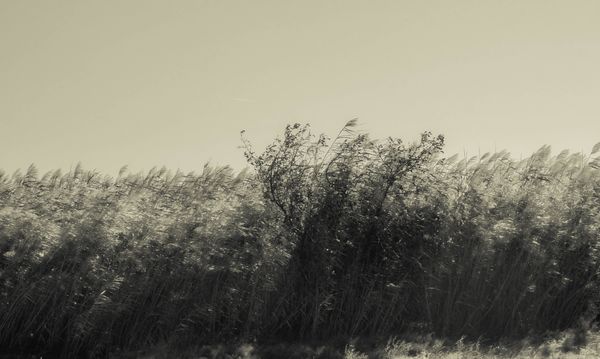 The Summer Wind