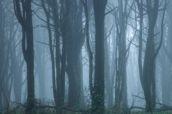 Dark Forest