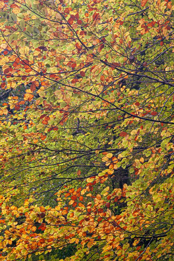 Fall