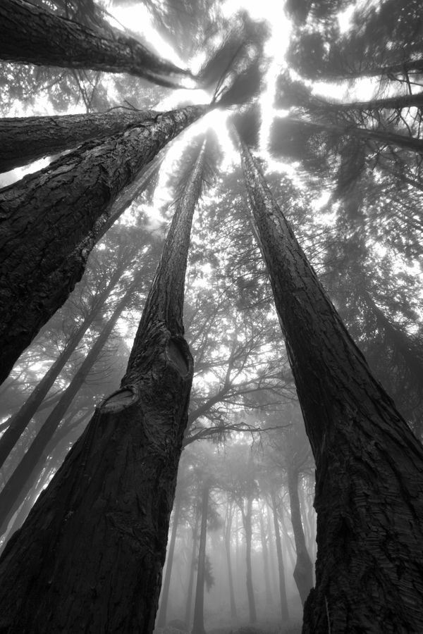 Black Cedar
