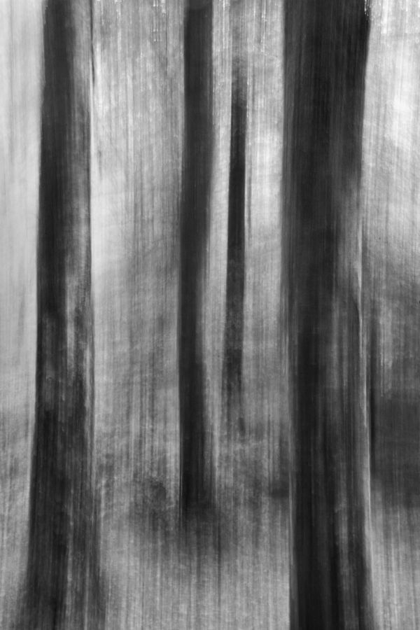 Forest painting