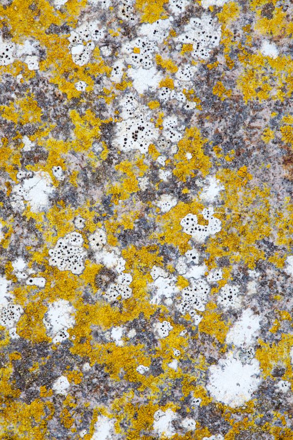 Rock lichens