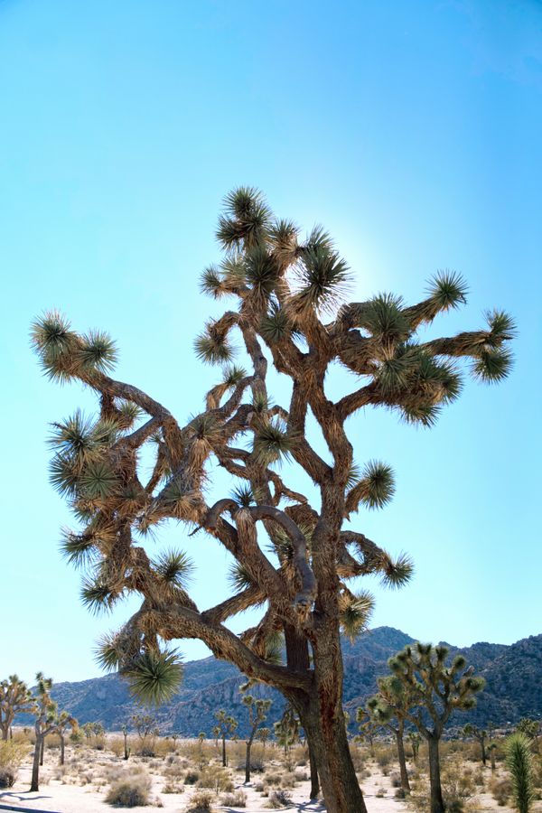 JOSHUA TREE