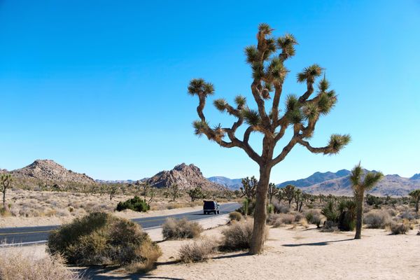 JOSHUA TREE NATIONAL PARK