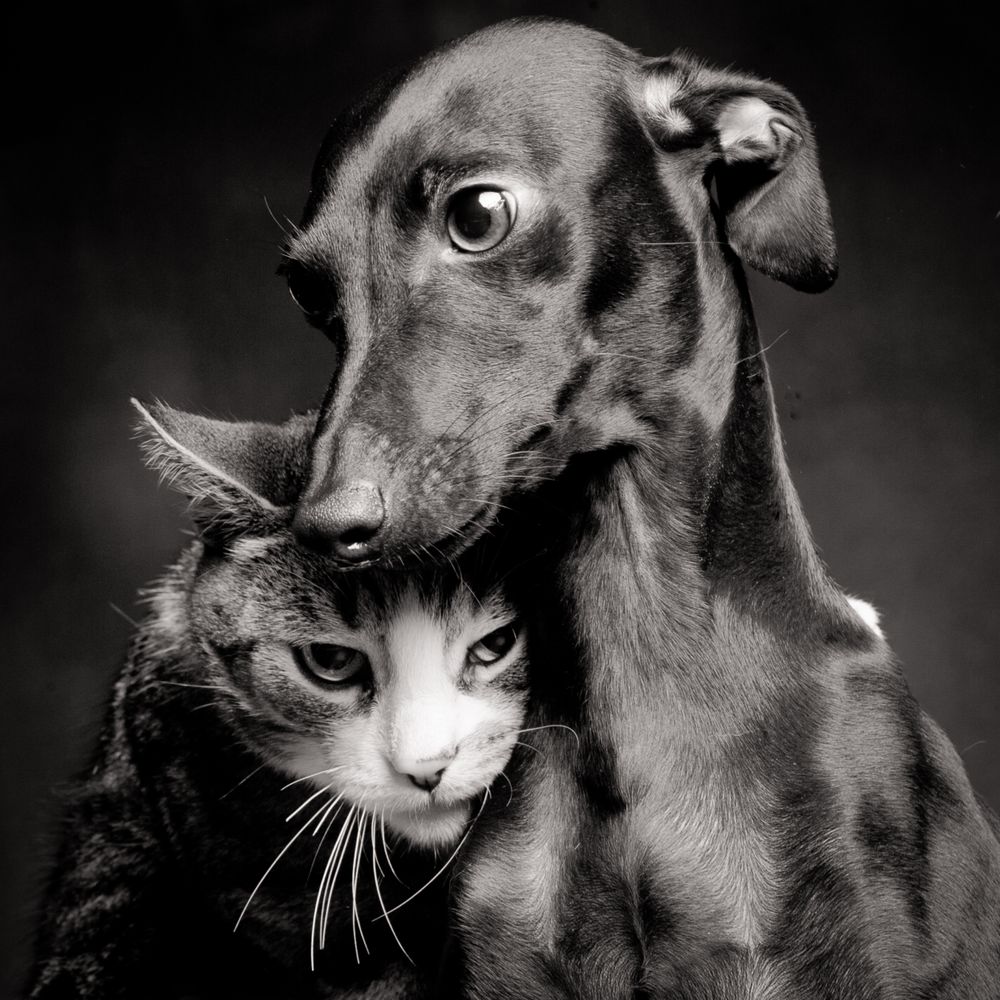 Cat and Dog / Belgium 2012