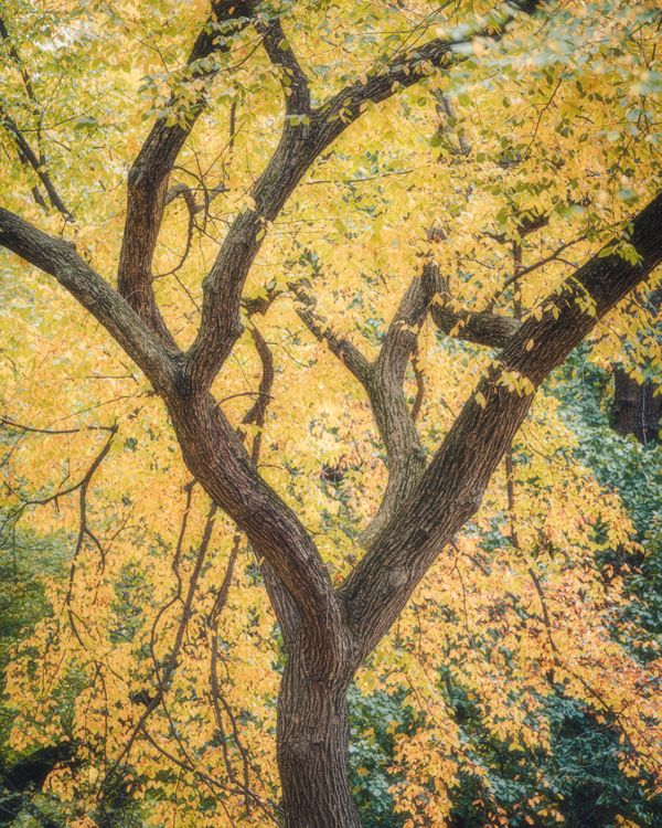 American Elm Up Close