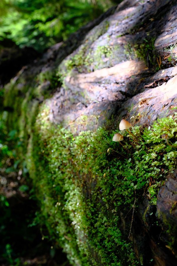 Olympic National Fungus