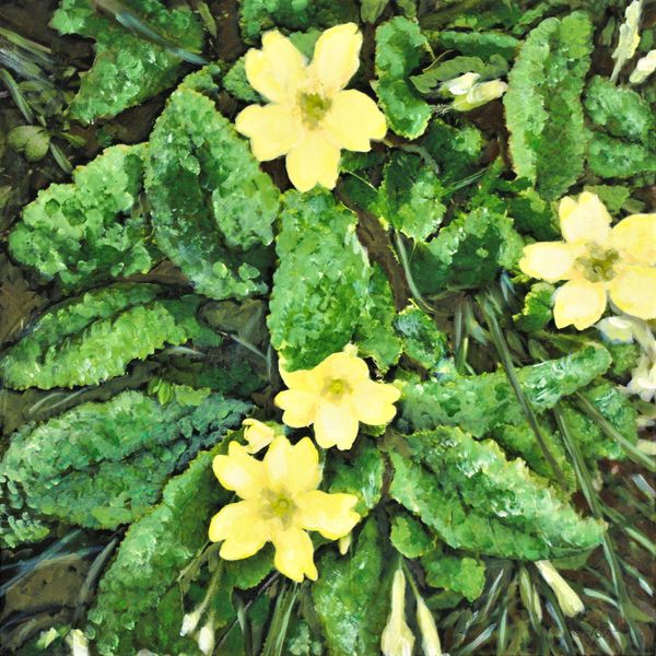 Wild Primrose