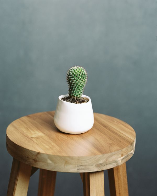 Cactus In Studio