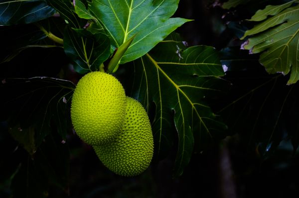 Breadfruit, 2013