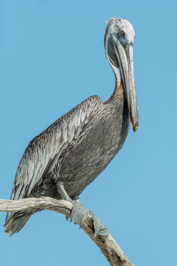 Perched Pelican