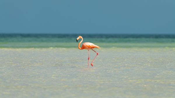 One foot back
