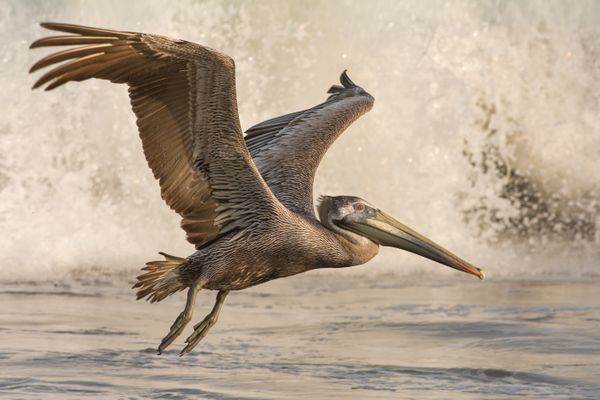 Racing the Surf