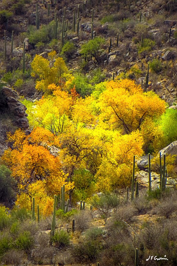 Fall Colors in Sabino Canyon Arizona