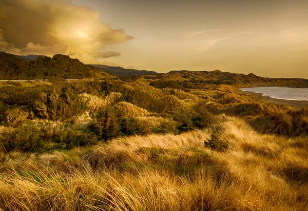 Dunes on the Oregon Coast