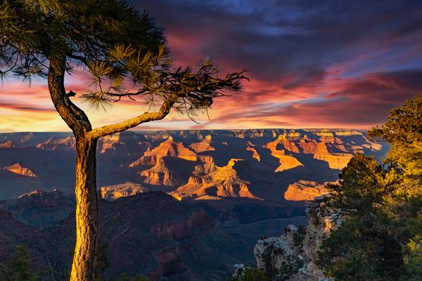Pinyon Pine overlooking the Grand Canyon