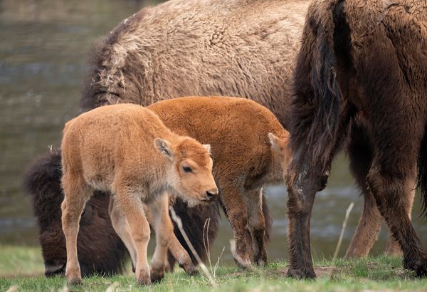 Bison Calves