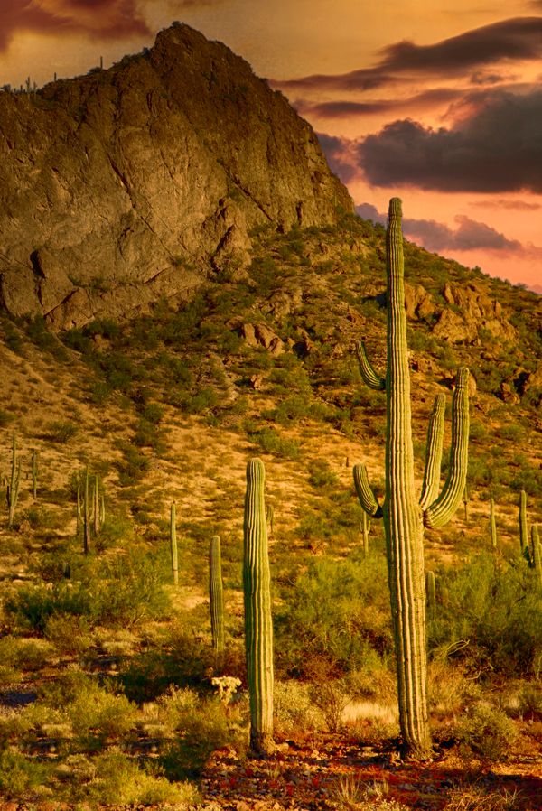 Desert Sunset