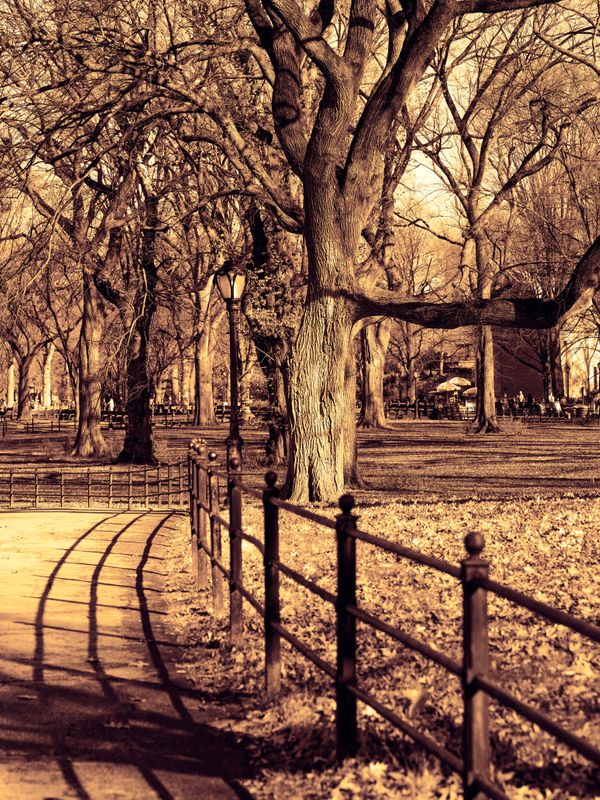 Central Park Curves