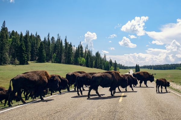 Where the Bison Roam