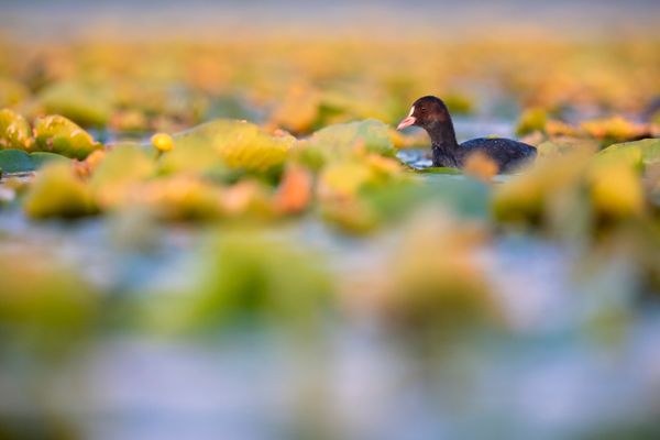 Fulica atra