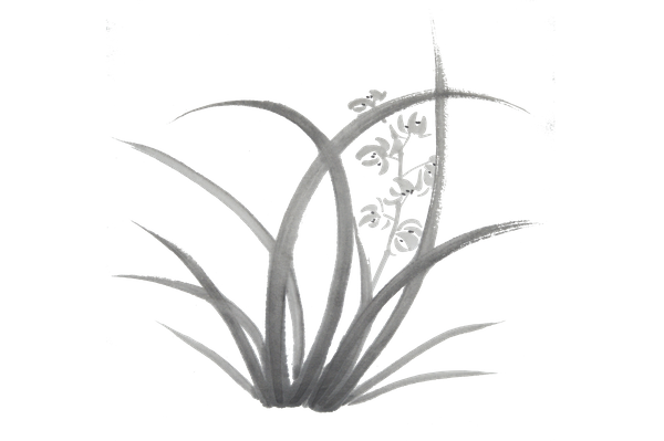 Orchid
