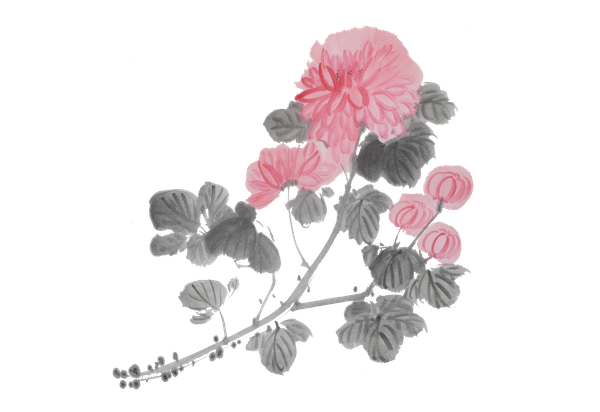 Chrysanthemum