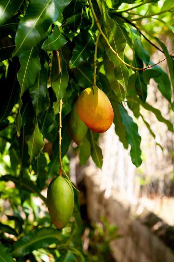 Here & Home- Mangos (12X18/16X24/20X30)