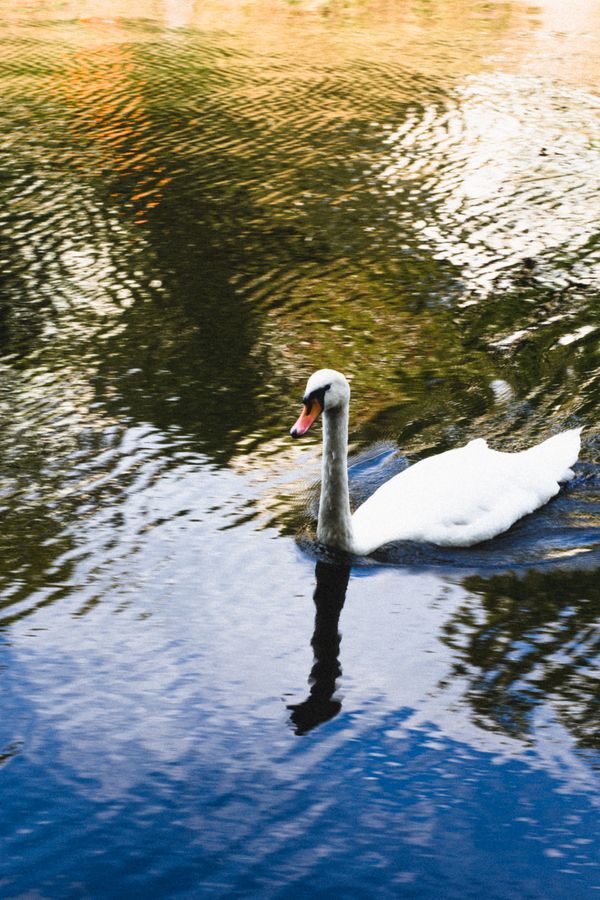 the non-ugly swan