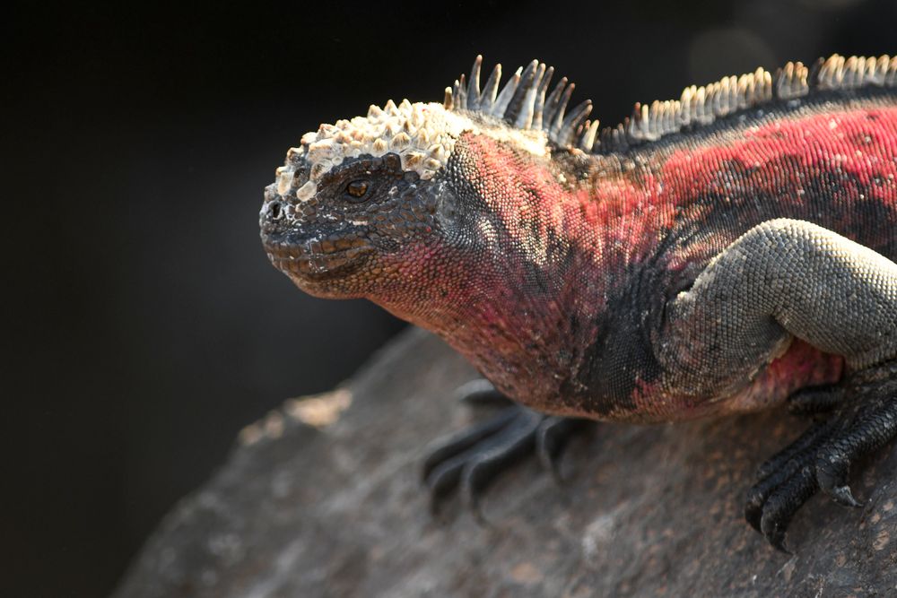 Galapagos Marine Iguana in Sunlight