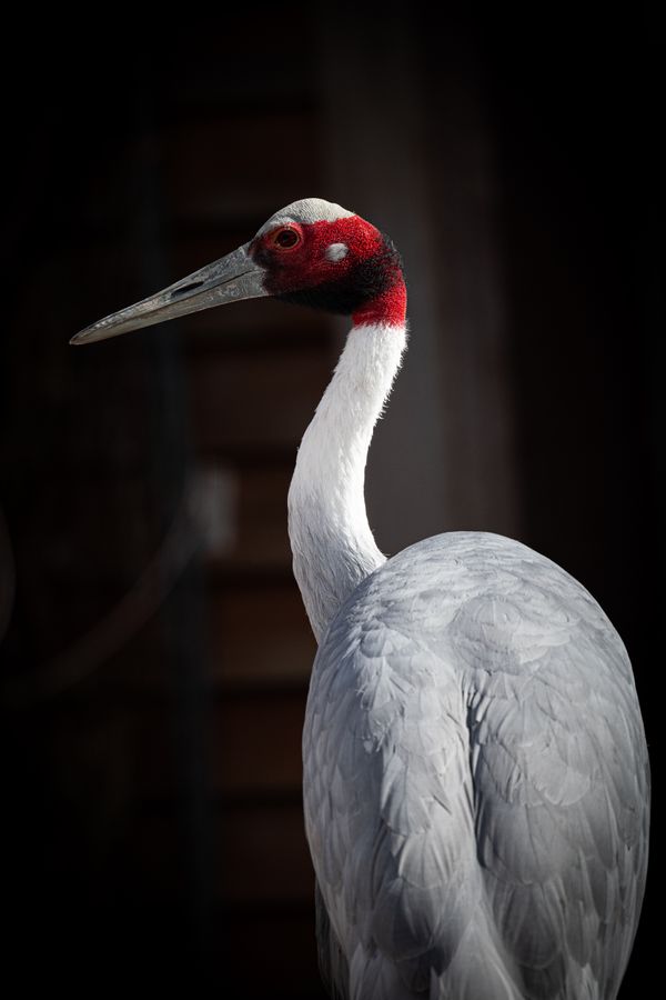 Sarus Crane