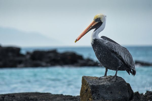 Galapagos Pelican